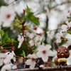 見上げる花
