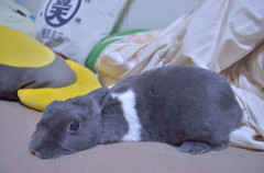 ぺったんこ