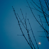 月と散歩と夜