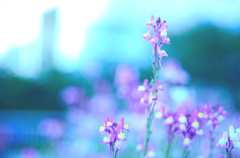 朝に