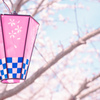 桜ぼんぼり