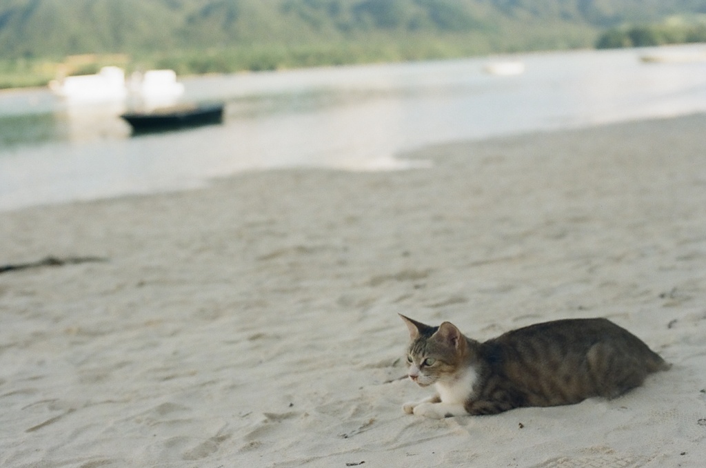 川平湾の猫