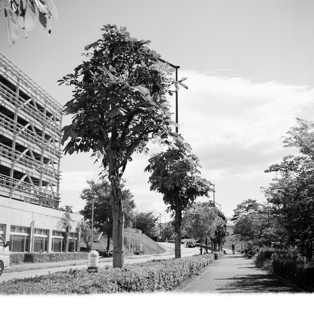 いつもの通学路