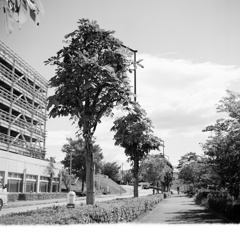 いつもの通学路