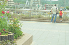僕と父さんの夏