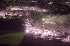 大阪城公園夜桜