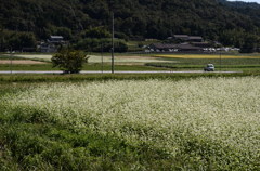 そばの花