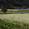 そばの花