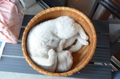 ごろにゃんー