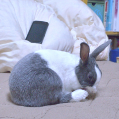 ペロペロ