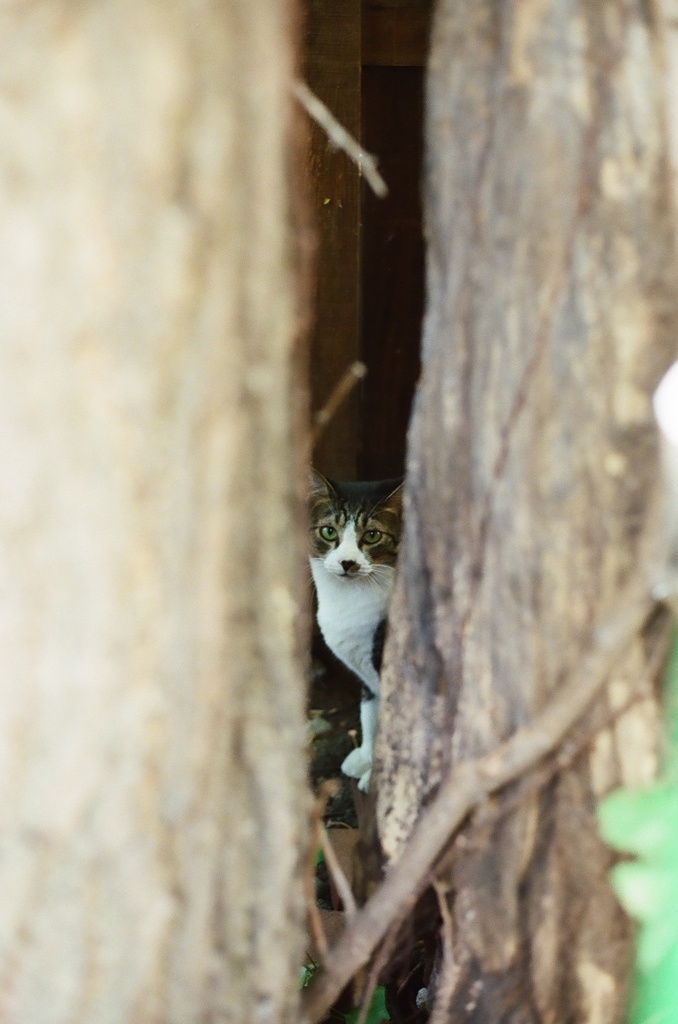 猫のいる町