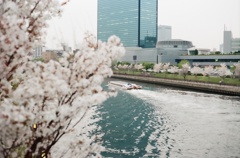水上から見る桜はどんな色をしているのだろうか