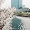 水上から見る桜はどんな色をしているのだろうか