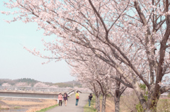 お花見日和