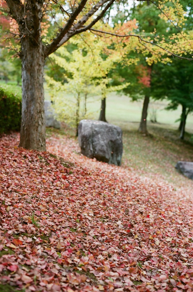 赤の絨毯