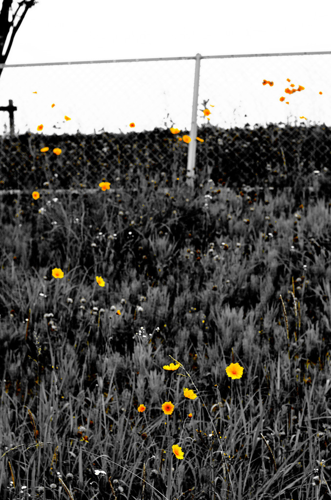 太陽はどっちだ！