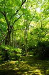 苔と光と新緑と