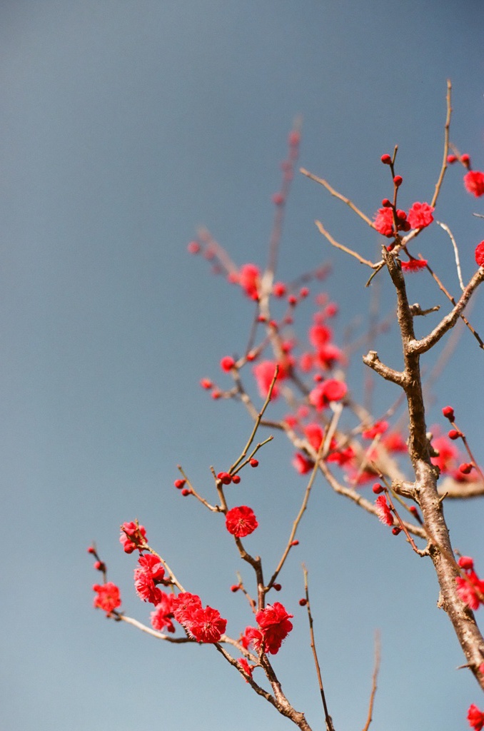 紅梅