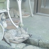 おひるね