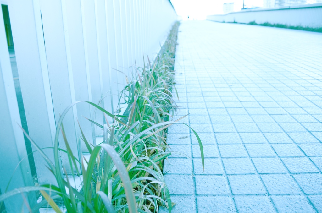 朝露に