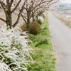 白と桃色と緑