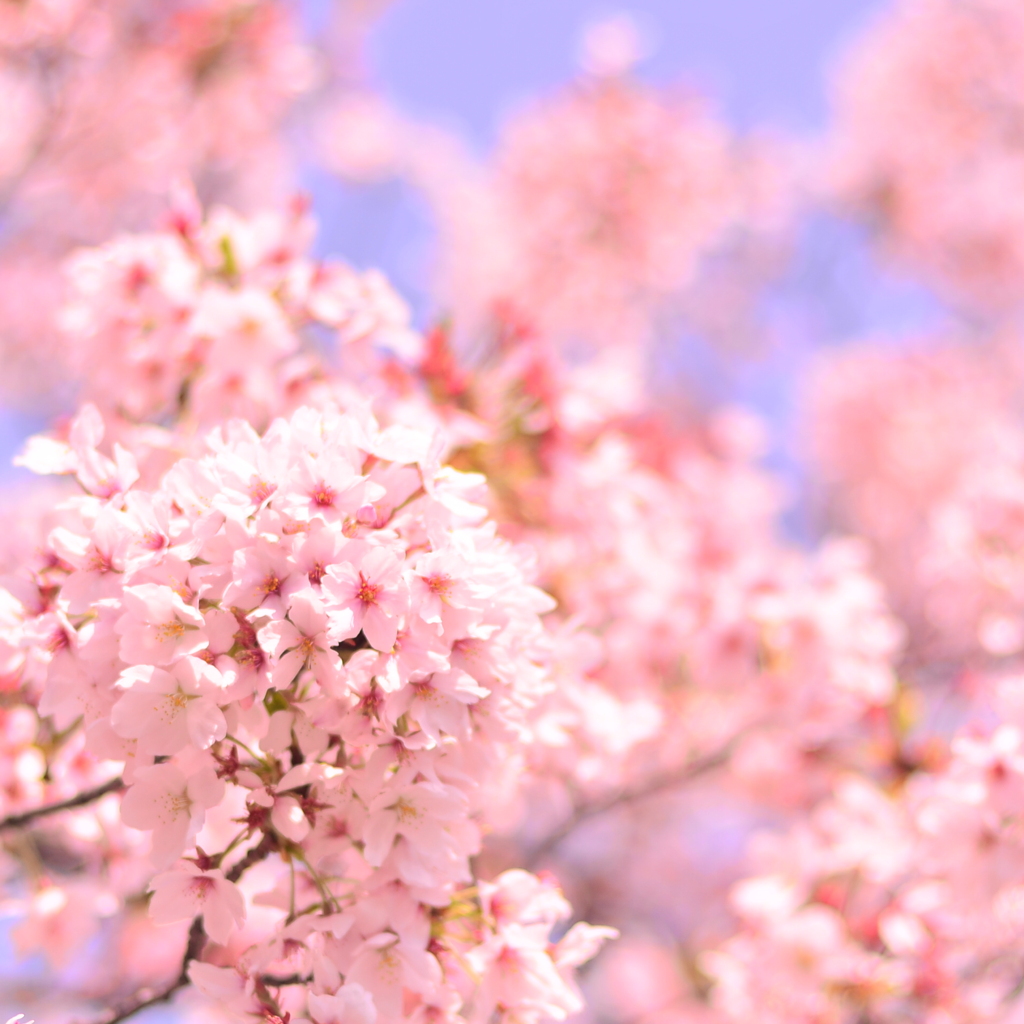 花束