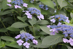 池上～妙見堂の紫陽花②