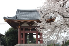 本門寺の鐘と桜