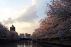 隅田川の桜、夕暮れ
