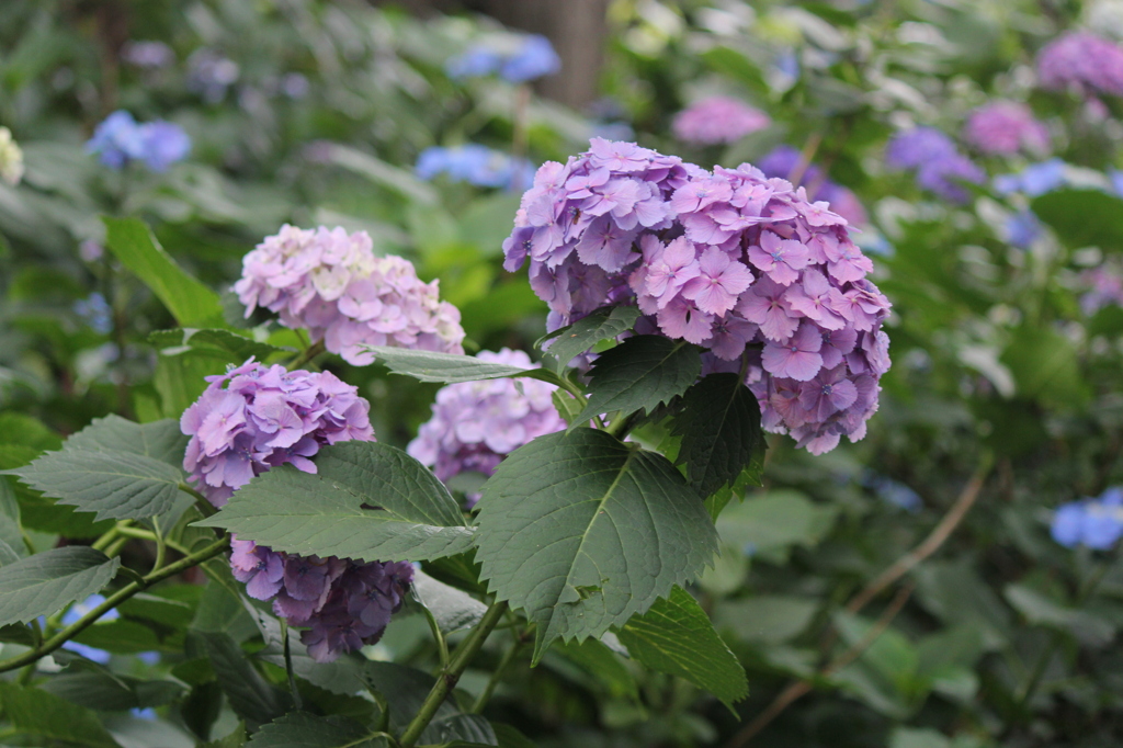 池上～妙見堂の紫陽花④