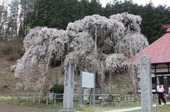 栄泉寺の桜