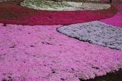 羊山公園の芝桜