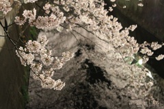 仙川の桜~夜景