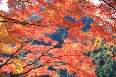 奥多摩の紅葉①