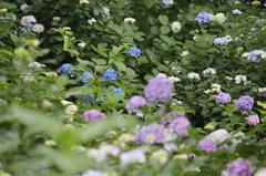 池上～妙見堂の紫陽花⑤