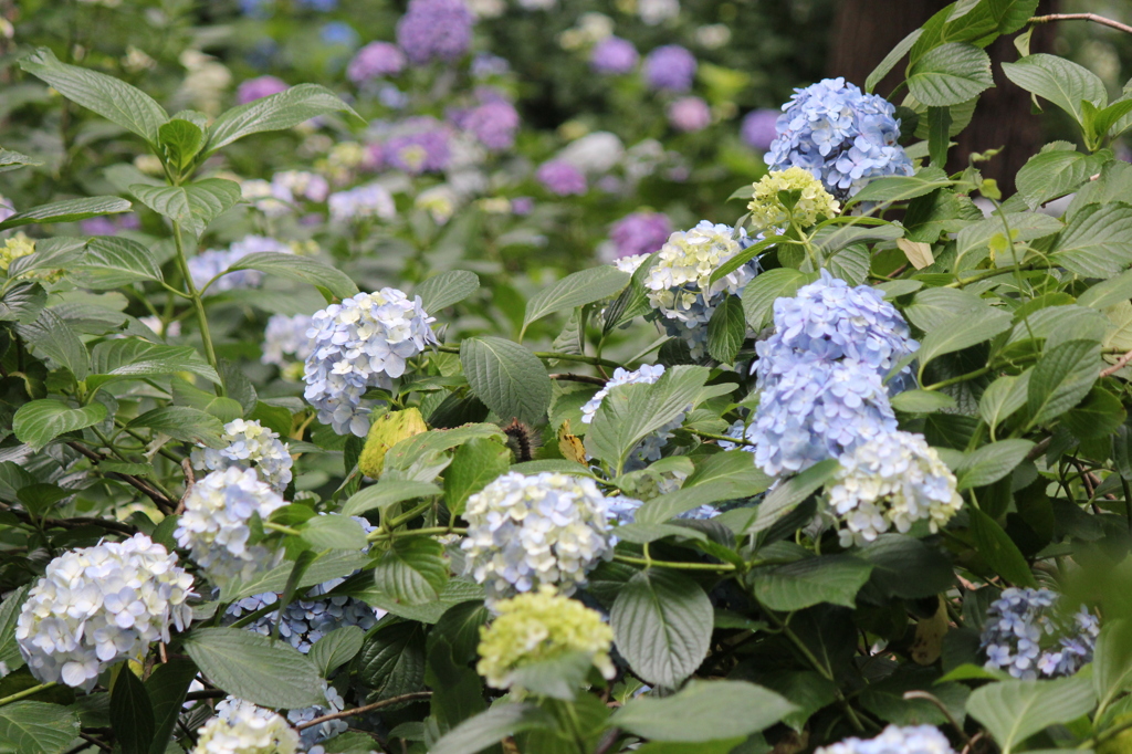 池上　妙見堂の紫陽花①