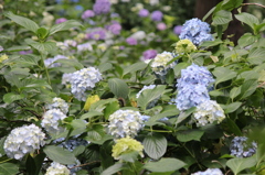 池上　妙見堂の紫陽花①