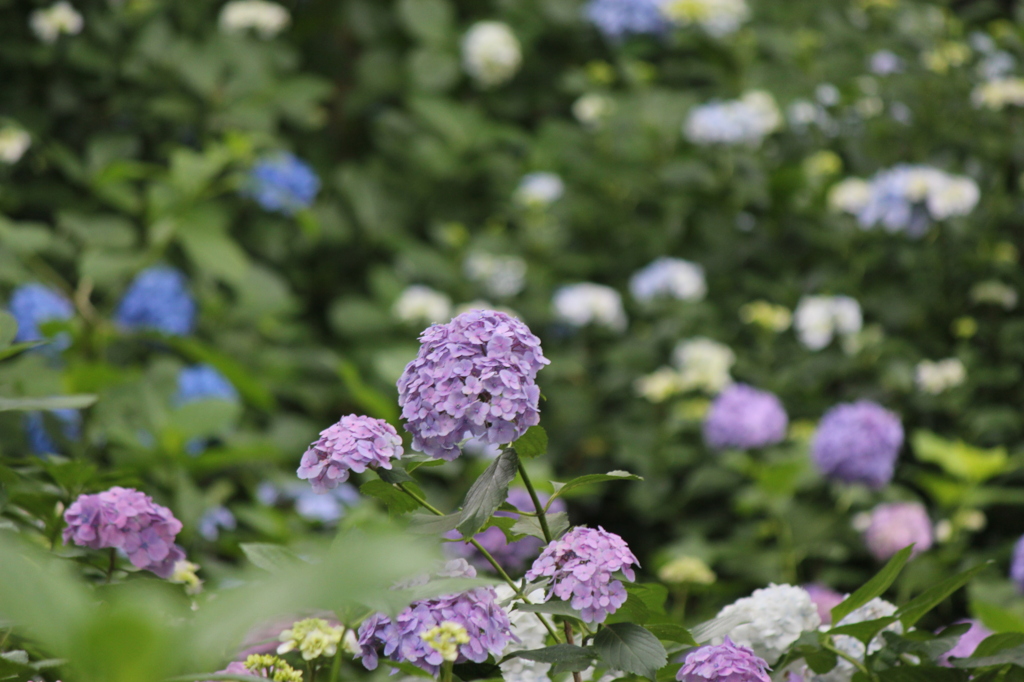 池上～妙見堂の紫陽花⑦