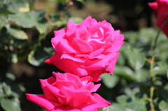 神代植物公園にて　マリアカラス