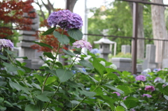 池上～妙見堂の紫陽花⑥