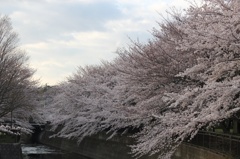 仙川の桜