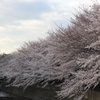 仙川の桜
