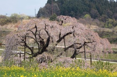 三春の滝桜