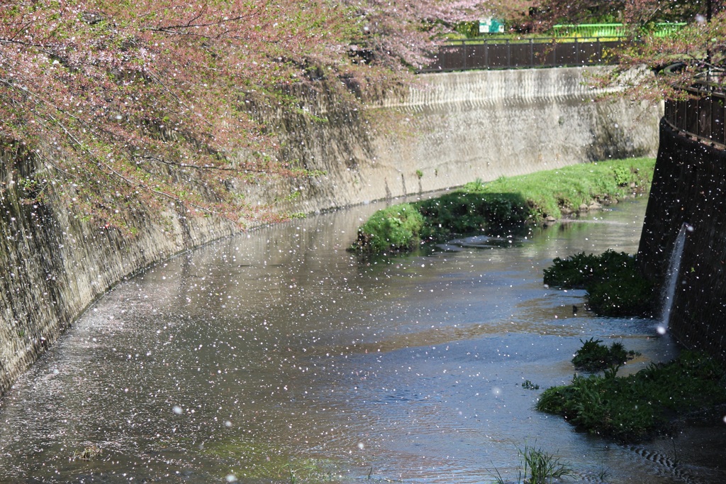 祖師谷公園の花吹雪