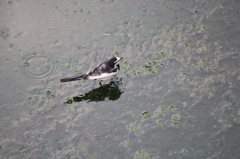 仙川の鳥たち～ハクセキレイ