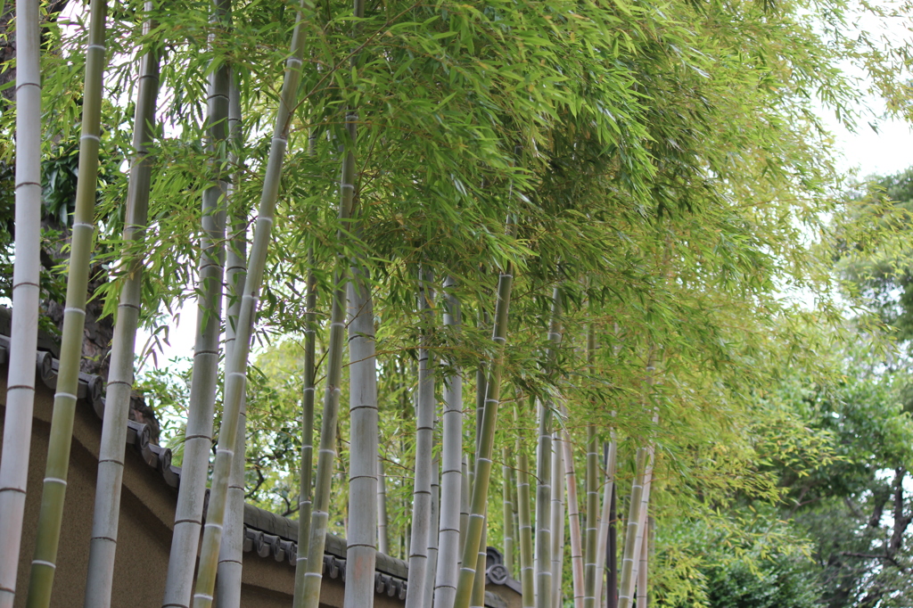 池上本門寺の光景
