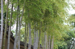 池上本門寺の光景