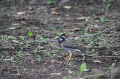 仙川の鳥たち～ムクドリ