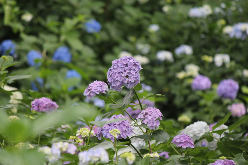 池上～妙見堂の紫陽花③