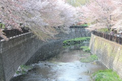 花吹雪~仙川